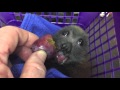 Juvenile bat eats a sugar plum:  this is Sascha