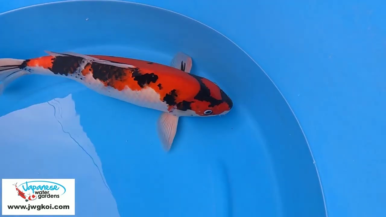 6003 Showa  55cm £750