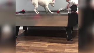 Dogs_Playing_Air_Hockey.mp4