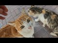 Orange Cat Who Meowing Loudly Because She Is Hungry