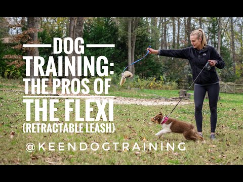 Dog Training: The Pros of the Flexi (Retractable Leash)