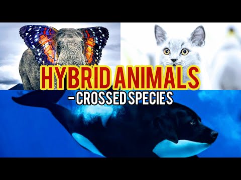 Sterile Animals | The mixed-up world of hybrids