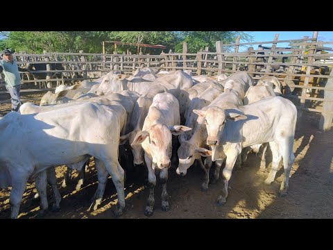 FEIRA DO GADO EM OURICURI-PE, 29/04/2026, @310 REAIS. #nordeste 