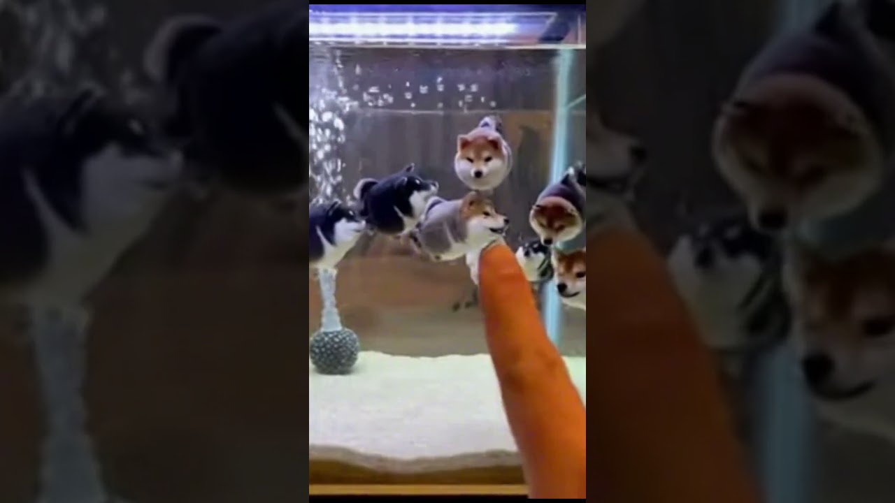 AIおばあちゃんと柴犬　#aiおばあちゃん #柴犬 #ai動画 #かわいい犬