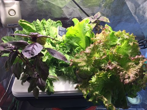 Soil Vs Hydroponic 02 - Can You Taste The Difference - Purple Basil, Endive, Lettuce