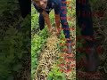 Dhanuka Tornado Results Herbicides Tornado Herbicides Dhanuka