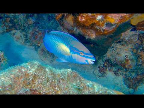 8 Parrotfish - scuba diving video