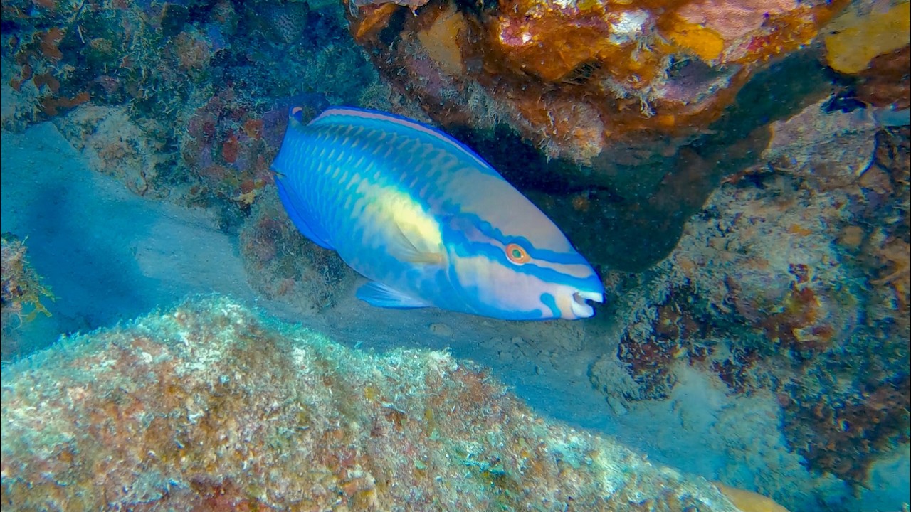 Small Elongate Bottom Dwellers - Caribbean - Blenny - Goby - Jawfishvideos, genus and species.