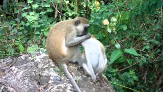 preview picture of video 'Cute monkey delousing in Haller Park (Bamburi) Mombasa Kenya'