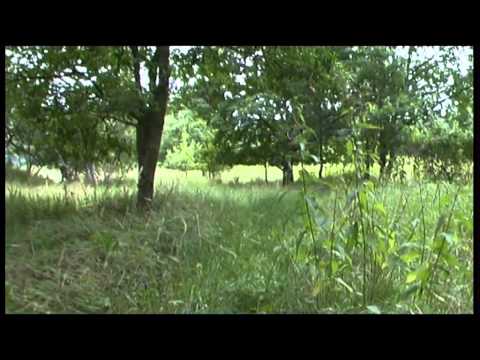 Lost Places: Die vergessene Autobahn - Strecke 24 (Andi-TV 55)