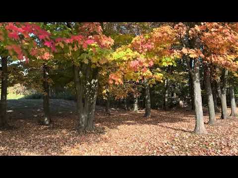 Autumn Leaves Falling to Earth