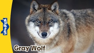 Meet the Animals 6 | Gray Wolf | Wild Animals | Little Fox | Animated Stories for Kids