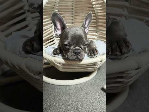 Video 5