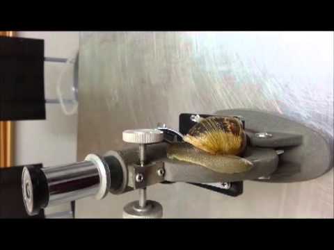 חיליק החילזון המופלא