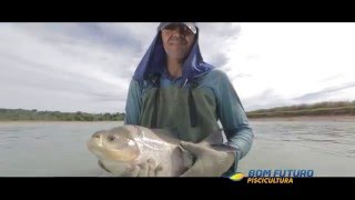 Bom Futuro - Piscicultura