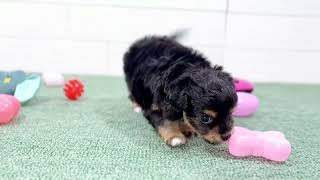 ハーフ犬の動画01