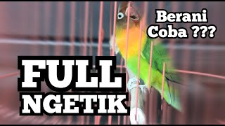 Download lagu Lovebird ngetik panjang full mp3 Download lagu Lovebird ngetik panjang full mp3