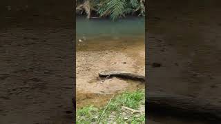 Download lagu sekawan campsite Day level 1 mp3