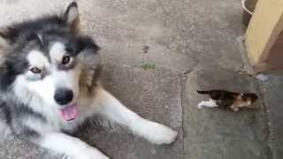 Big dog afraid of little fluffy kitten