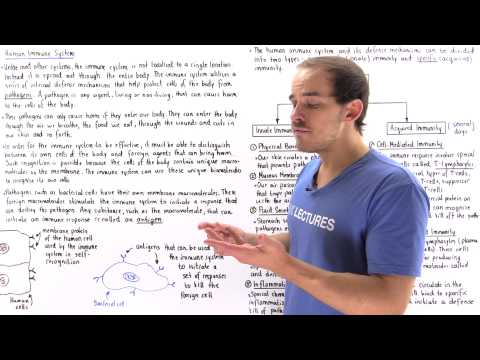 Introduction to Immune System