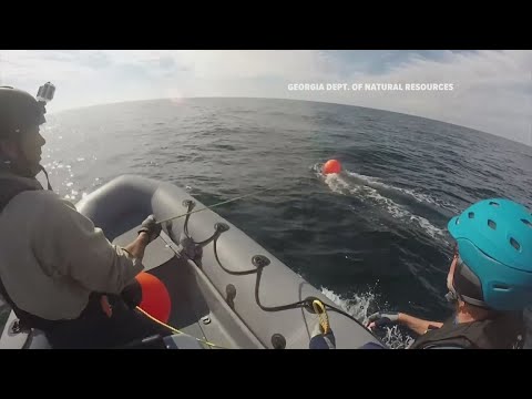 NOAA could change rules designed to protect endangered ...