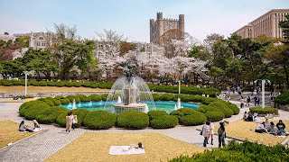 Seoul Cherry Blossom Kyung Hee University l Walking Tour 4K HDR