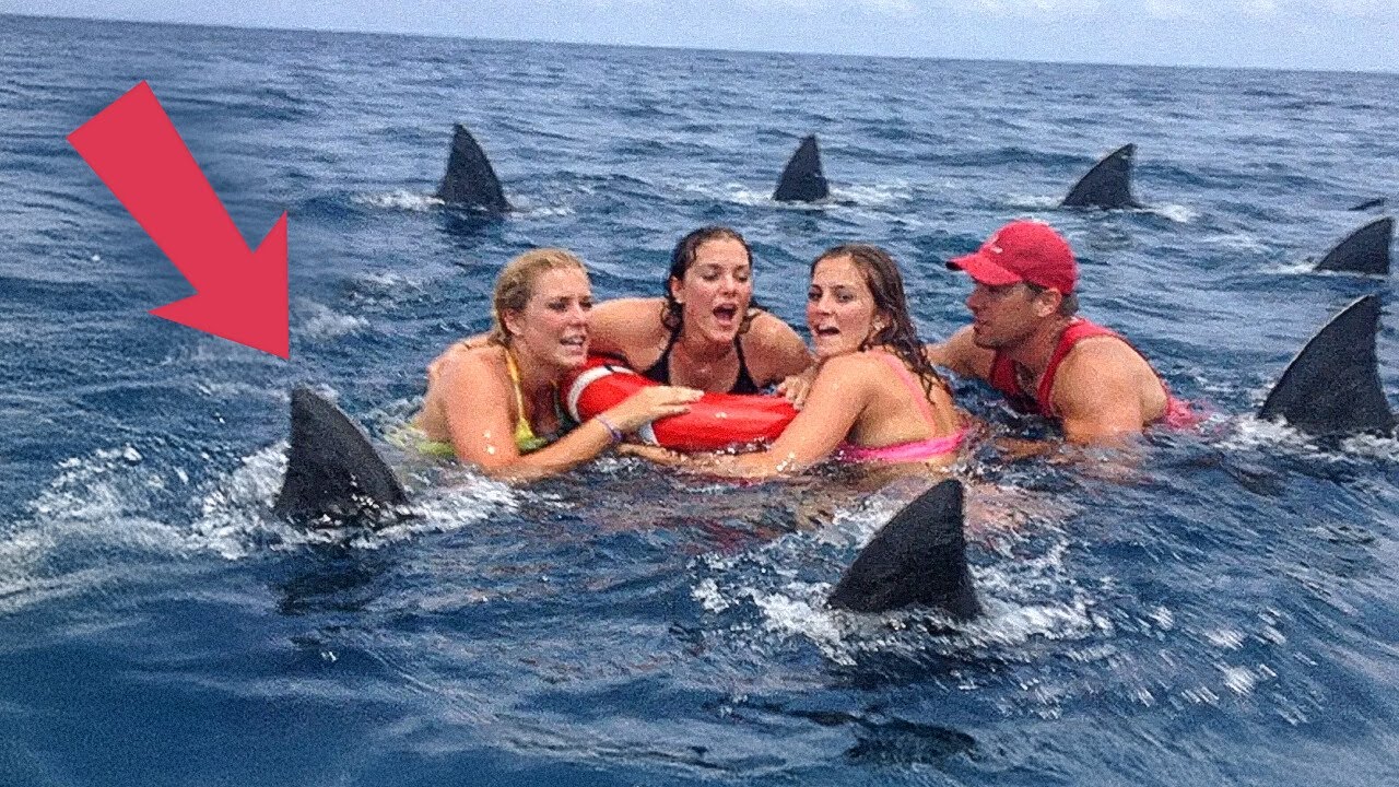 Dolphins Formed a Circle Around Them for a Terrifying Reason