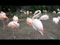 Flamingos LA Zoo Los Angeles California USA January 12 2023