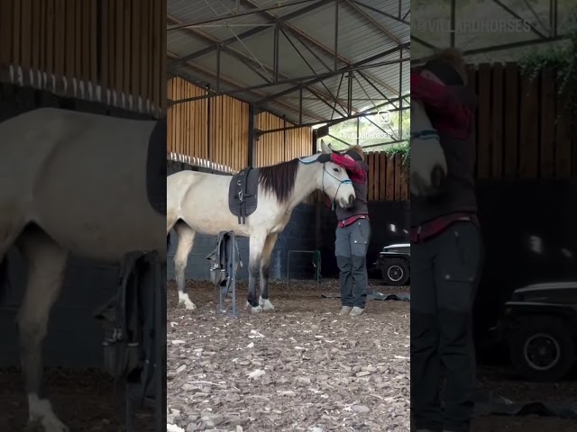 Jument 5 ans, sensible et communicative