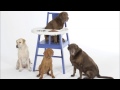 Nova Caught By IKEA S Prank On April Fools Day 2011