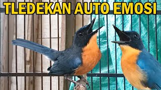 Download lagu tledekan gunung gacor ‼️ suara pancingan burung sulingan bambu srdc decu jongkangan agar cepat EMOSI mp3