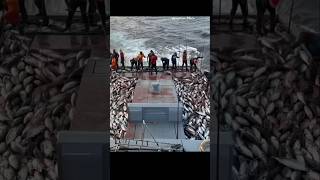 Download lagu Cara Memancing ikan cakalang puluhan ton.π#ikanbesar #shortsfeed #youtubeshorts #shortvideo mp3 Download lagu Cara Memancing ikan cakalang puluhan ton.π#ikanbesar #shortsfeed #youtubeshorts #shortvideo mp3