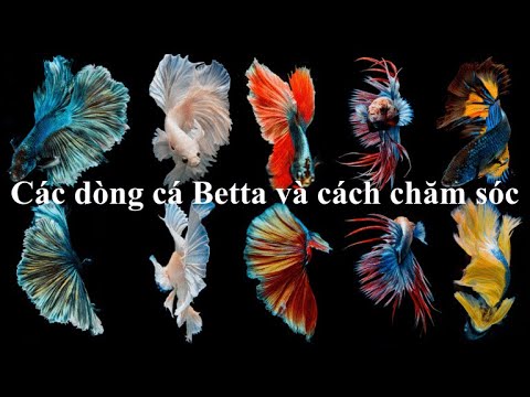 Cá Betta: Các dòng cá và cách chăm sóc cơ bản | Yeucay.vn