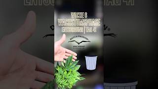 Die Entsorgung in Woche 6 | Test Strain