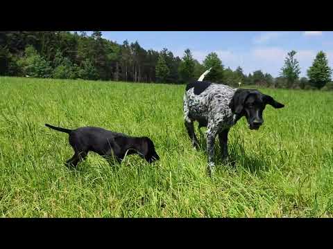 Hunde Baby mit Hündin Jagdhunde Deutsch Kurzhaar mit Mama spielen und raufen kämpfen auf Gras Wiese