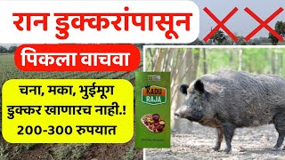 रान डुक्करांपासून पिकाचा बाजाव 🔥 Ran dukkar pasun pikache niyojan