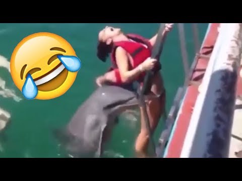 Vidéos de dauphins étonnantes - compilation de dauphins amusants