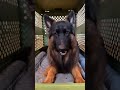 Rugged Built Dog Approved Impactdogcrates