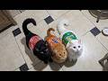 Try Not To Laugh Funniest Cats Videos 2026