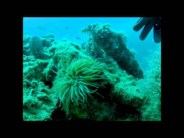 Diving The Steal Wreck Reef Marco Island Florida