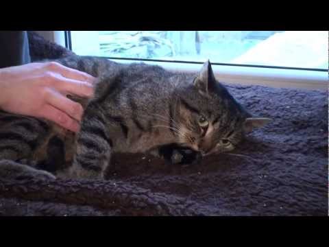 Maura z milanowskiego schroniska - znalazła dom!