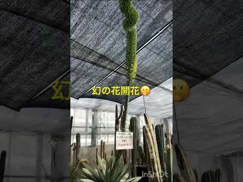 あなたにぴったりの屋外開花多肉植物はどれですか?あなたの庭を明るくする5つの可能性!  庭園