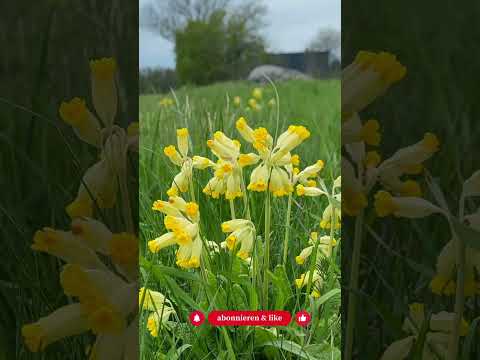 Top 5 heimische Frühblüher für Hummelköniginnen - Pflichtliste! - Gartenexpedition #shorts