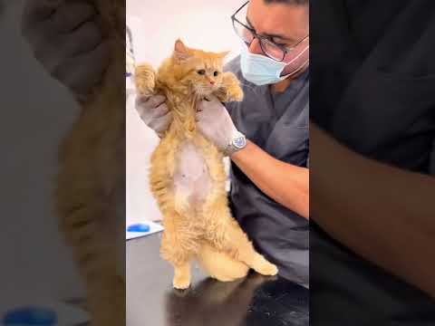 Pregnant cat gave birth to four kittens 🐱