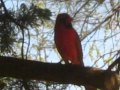 Bird Call Series: Red Cardinal 