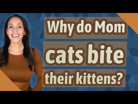 Why do Mom cats bite their kittens?