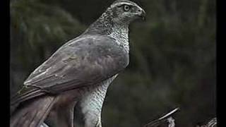 Hawk Bird of Prey, Veluwe