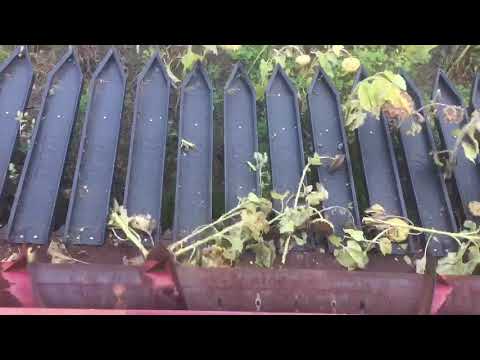 Sunflower Harvest 3 21 18