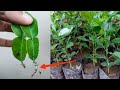 How to propagate Kaffir lime by leaves simple and effective