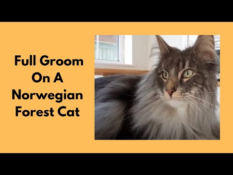 Full Groom On A Norwegian Forest Cat